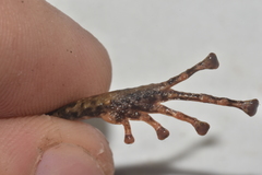 Pristimantis latidiscus