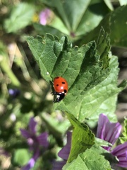 Coccinella septempunctata