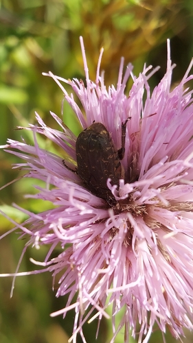 Dark Flower Scarab