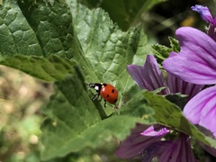 Coccinella septempunctata
