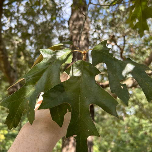 southern red oak