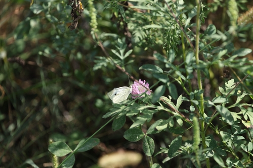 Small White