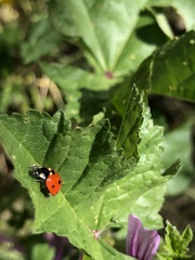 Coccinella septempunctata