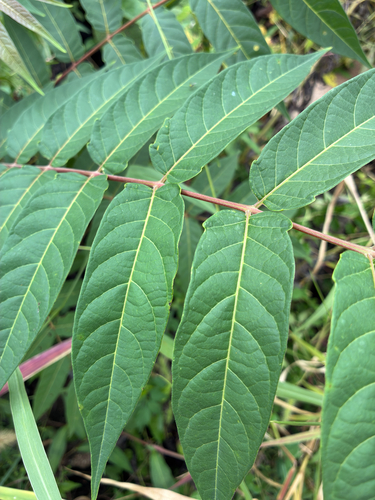 tree-of-heaven