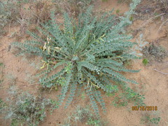Astragalus longipetalus