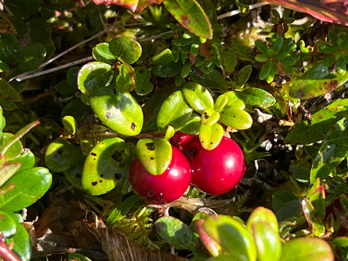 Lingonberry