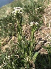 Arabis ciliata