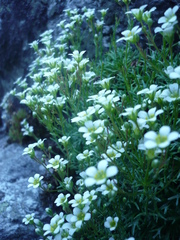 Saxifraga pentadactylis
