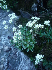 Saxifraga pentadactylis