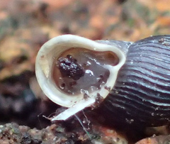 Macrogastra plicatula