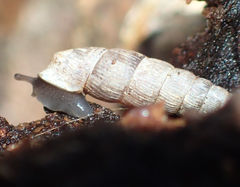 Macrogastra plicatula