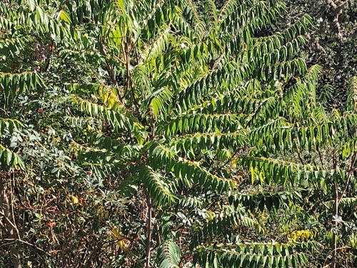 tree-of-heaven