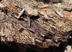 Macrogastra plicatula