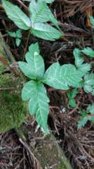 Toxicodendron orientale