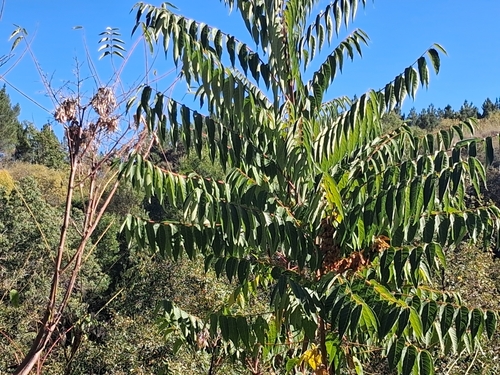 tree-of-heaven