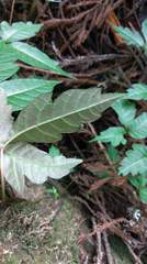 Toxicodendron orientale