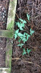 Toxicodendron orientale