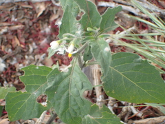 Solanum nigrum