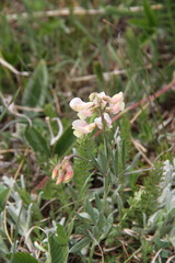 Lathyrus lacaitae