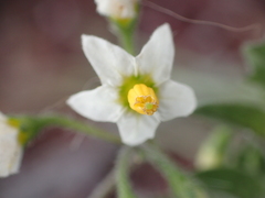 Solanum nigrum
