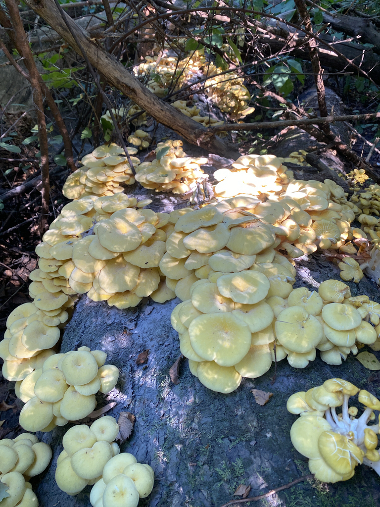 Golden Oyster Mushroom · September 2026 · photo: Photo: (c) Alex, some rights reserved (CC BY) · iNaturalist