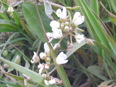 Cochlearia officinalis