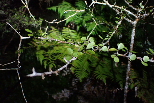Elaeocarpus hookerianus, photograph 3
