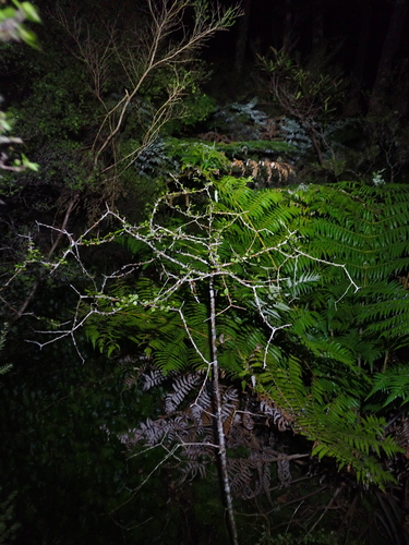 Elaeocarpus hookerianus, photograph 2