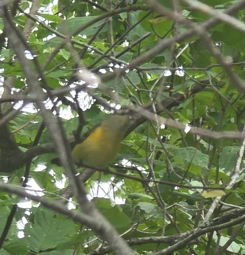 American Redstart