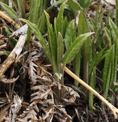 Saussurea pseudotilesii