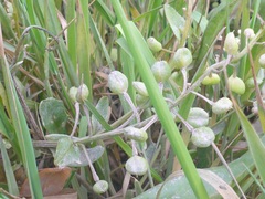 Cochlearia officinalis