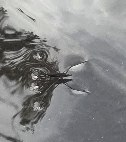 North American Common Water Strider