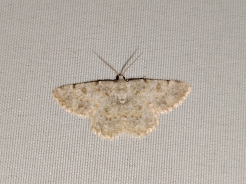 Charissa mucidaria