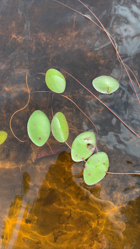 Watershield