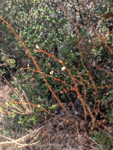 iNaturalist observation photo of Fuchsiaflower Gooseberry