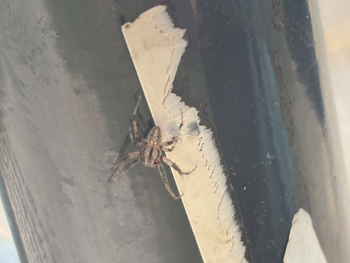 Arabesque Orbweaver