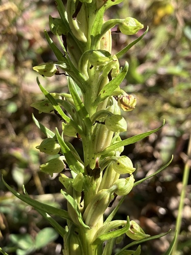 Dactylorhiza viridis, 2026-09-12