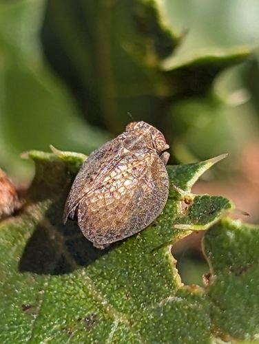iNaturalist observation photo of Neaethus