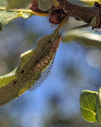 iNaturalist observation photo of Shadow Lacewings