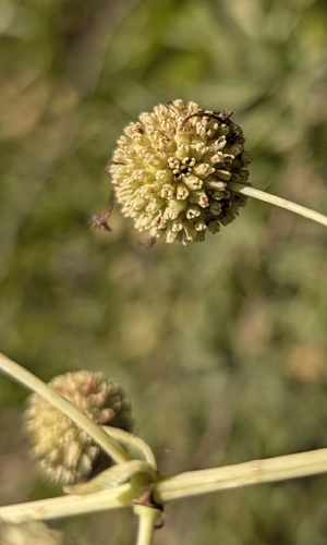 buttonbush
