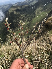 Cotoneaster integerrimus