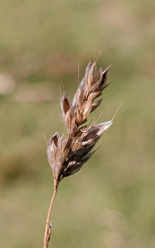 common soft brome