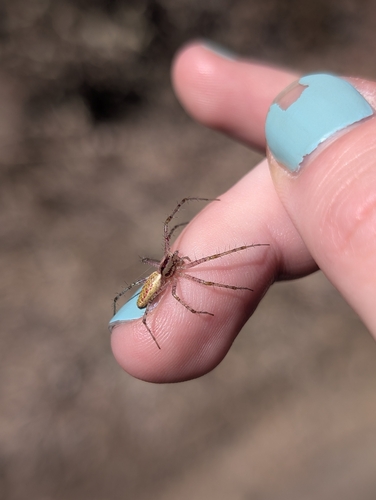iNaturalist observation photo of Green Lynx Spider