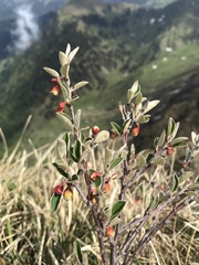 Cotoneaster integerrimus