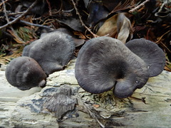 Neodictyopus dictyopus