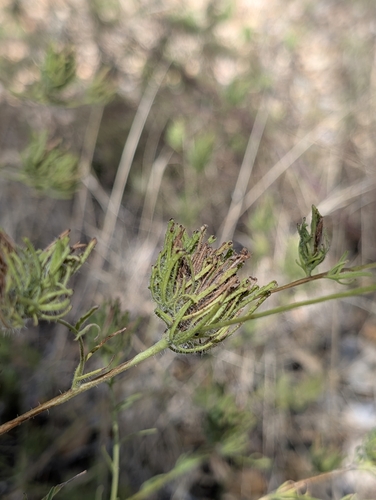 iNaturalist observation photo of Stiffbranch Bird's Beak