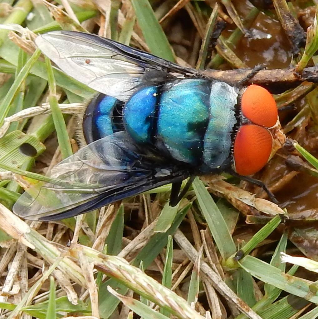Regal Blowfly