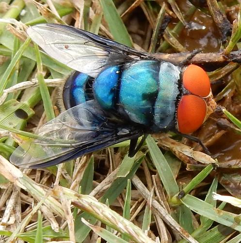 Chrysomya marginalis