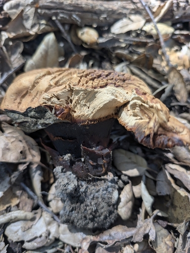iNaturalist observation photo of boletes