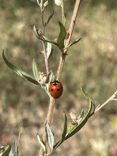 Seven-spotted Lady Beetle